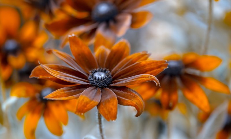 Обои фон, цветок, лепестки, оранжевые, рудбекия, background, flower, petals, orange, rudbeckia разрешение 2047x1214 Загрузить