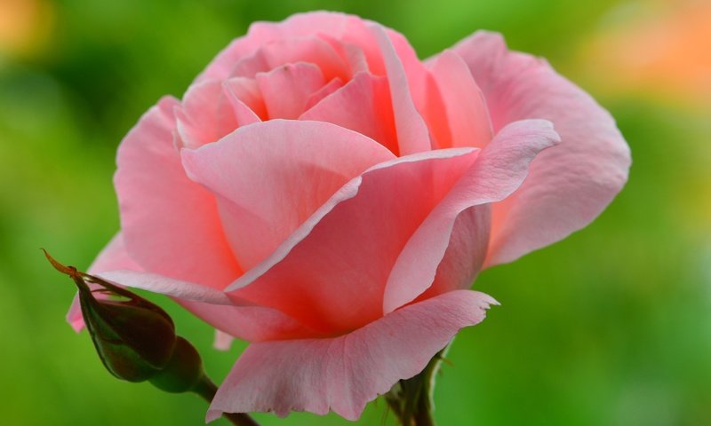 Обои фон, цветок, роза, лепестки, бутон, розовые, background, flower, rose, petals, bud, pink разрешение 2874x1800 Загрузить