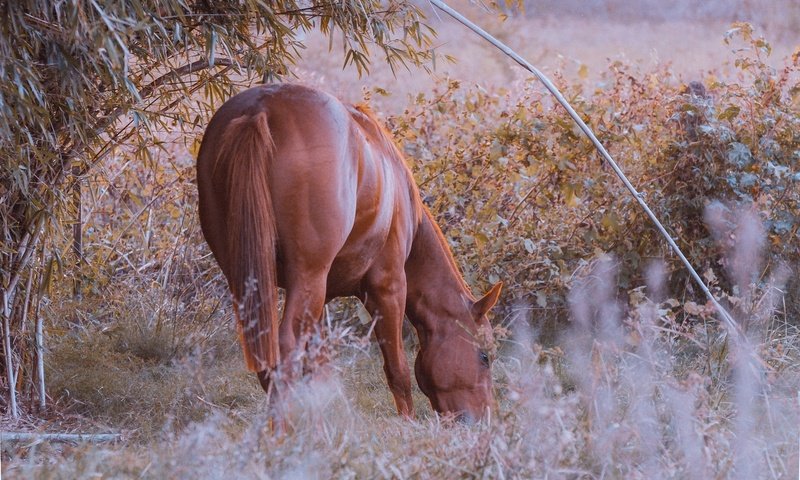 Обои конь, красиво, жеребец, ест, пасётся, horse, beautiful, stallion, eating, grazing разрешение 1920x1200 Загрузить
