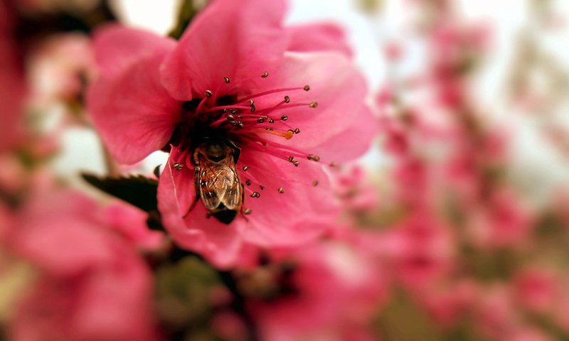 Обои макро, насекомое, цветок, пестик, пчела, macro, insect, flower, pistil, bee разрешение 1920x1080 Загрузить