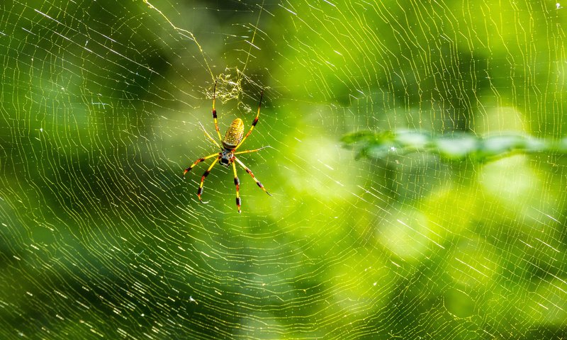 Обои природа, макро, фон, лапы, паук, паутина, nature, macro, background, paws, spider, web разрешение 3000x2032 Загрузить