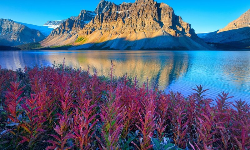 Обои цветы, озеро, горы, канада, альберта, национальный парк банф, flowers, lake, mountains, canada, albert, banff national park разрешение 3000x2000 Загрузить
