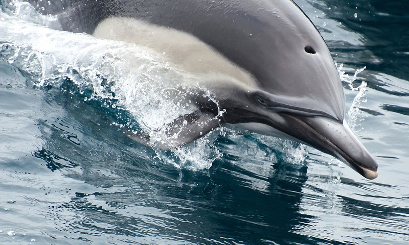 Обои вода, брызги, нос, дельфин, плывет, water, squirt, nose, dolphin, floats разрешение 2048x1463 Загрузить