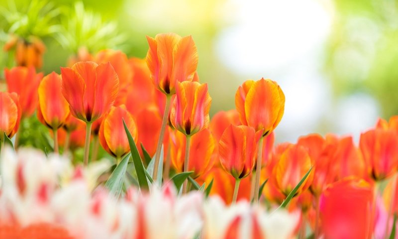 Обои цветы, бутоны, весна, тюльпаны, боке, flowers, buds, spring, tulips, bokeh разрешение 2048x1152 Загрузить