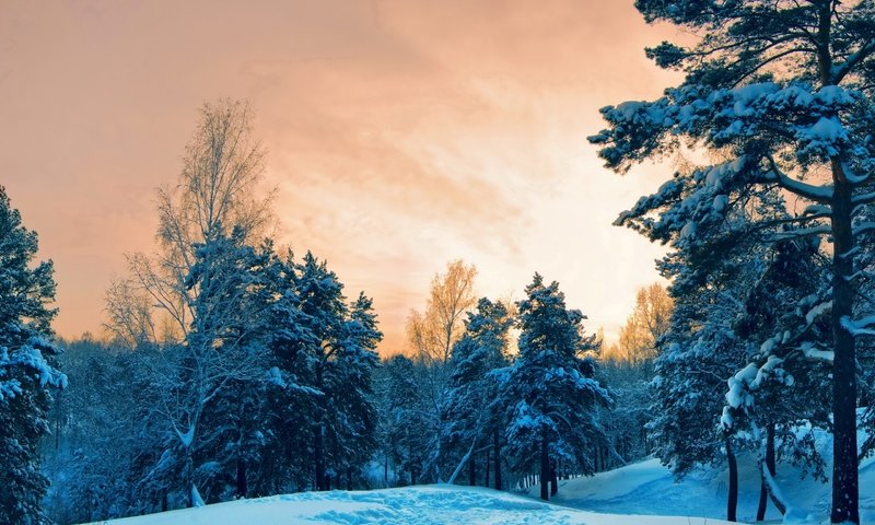 Обои деревья, снег, лес, закат, зима, trees, snow, forest, sunset, winter разрешение 2560x1600 Загрузить