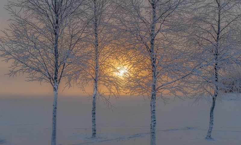 Обои деревья, солнце, снег, природа, зима, иней, trees, the sun, snow, nature, winter, frost разрешение 2048x1363 Загрузить