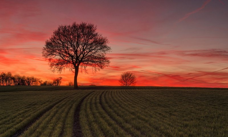 Обои небо, дерево, закат, поле, горизонт, the sky, tree, sunset, field, horizon разрешение 2048x1304 Загрузить