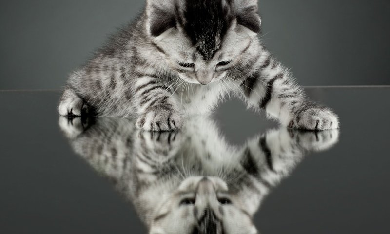 Обои глаза, отражение, мордочка, кошка, взгляд, чёрно-белое, котенок, eyes, reflection, muzzle, cat, look, black and white, kitty разрешение 3800x2500 Загрузить