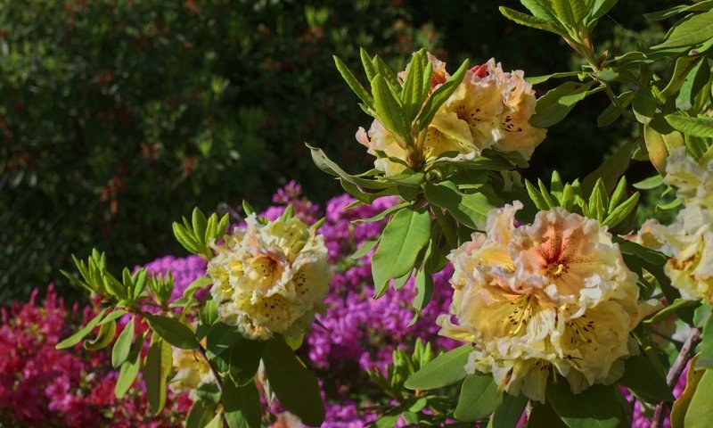 Обои цветы, листья, куст, азалия, рододендрон, flowers, leaves, bush, azalea, rhododendron разрешение 2048x1364 Загрузить