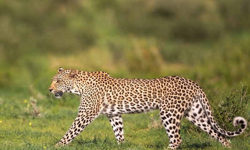 Обои леопард, хищник, дикая кошка, грация, leopard, predator, wild cat, grace разрешение 2048x1366 Загрузить