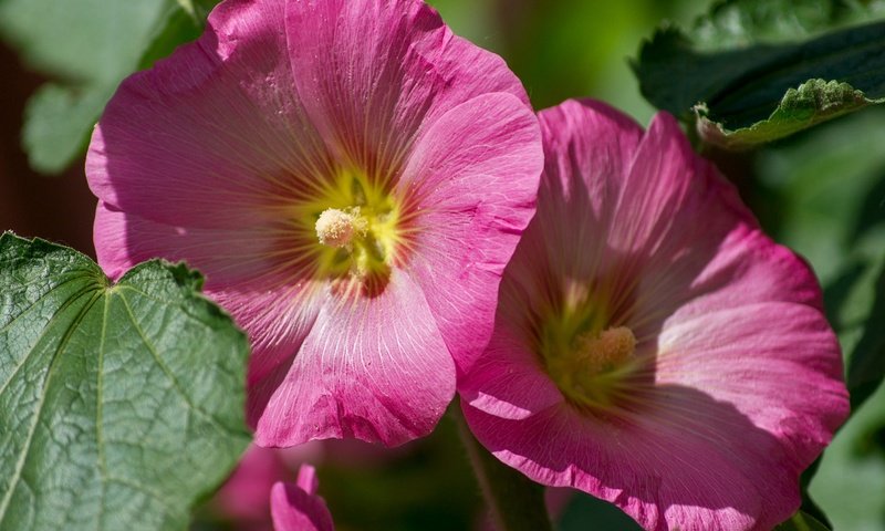 Обои цветы, макро, розовые, мальва, flowers, macro, pink, mallow разрешение 1920x1278 Загрузить