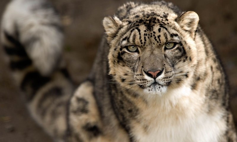 Обои морда, усы, взгляд, нос, снежный барс, ирбис, face, mustache, look, nose, snow leopard, irbis разрешение 2560x1693 Загрузить