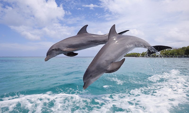 Обои небо, берег, волны, море, прыжок, дельфины, the sky, shore, wave, sea, jump, dolphins разрешение 1920x1200 Загрузить