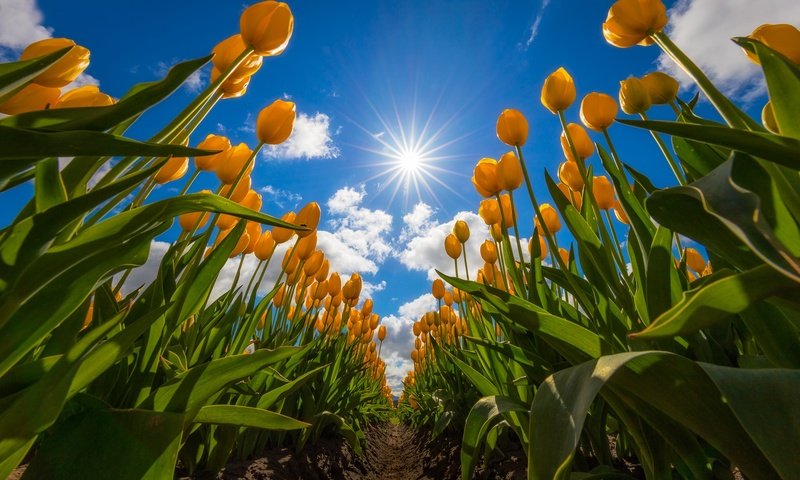 Обои небо, цветы, облака, поле, тюльпаны, жёлтые тюльпаны, the sky, flowers, clouds, field, tulips, yellow tulips разрешение 2048x1365 Загрузить