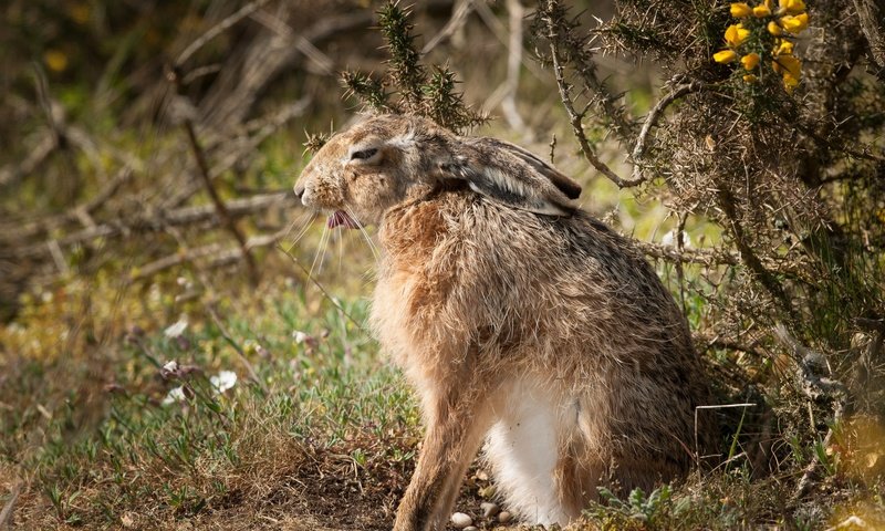Обои природа, фон, заяц, nature, background, hare разрешение 2048x1363 Загрузить