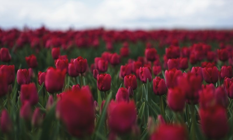 Обои цветы, бутоны, весна, тюльпаны, flowers, buds, spring, tulips разрешение 2048x1330 Загрузить