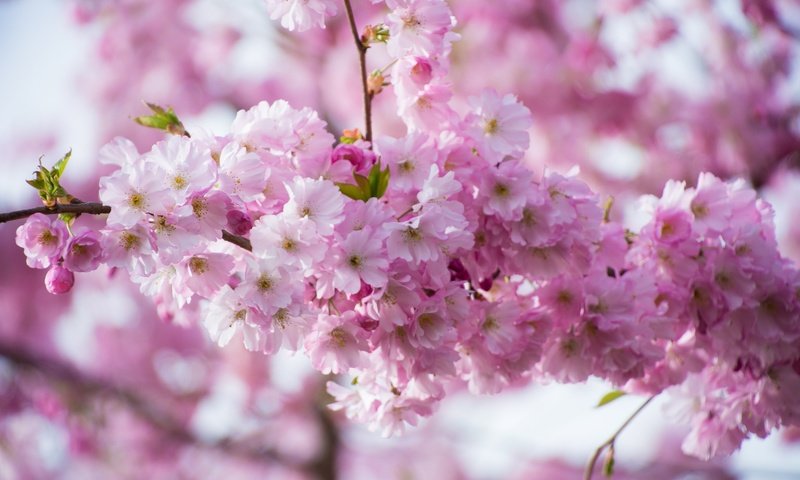 Обои ветка, цветение, весна, розовые, сакура, branch, flowering, spring, pink, sakura разрешение 2048x1365 Загрузить