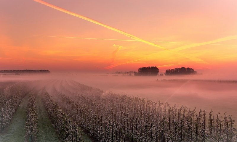 Обои небо, закат, туман, виноградник, the sky, sunset, fog, vineyard разрешение 1926x1293 Загрузить