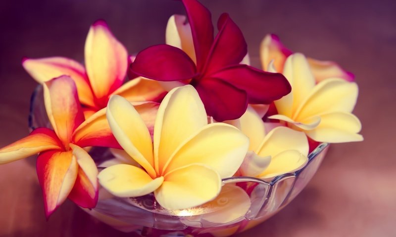 Обои цветы, экзотика, миска, плюмерия, франжипани, flowers, exotic, bowl, plumeria, frangipani разрешение 2048x1365 Загрузить