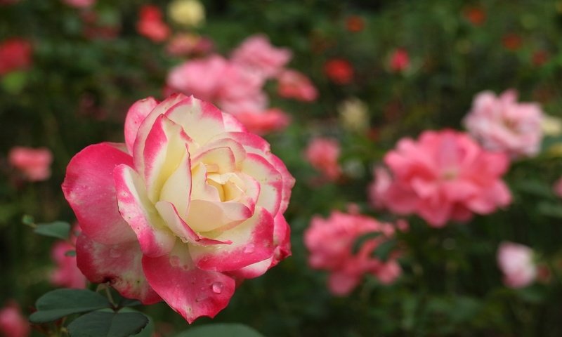 Обои цветы, вода, капли, розы, сад, flowers, water, drops, roses, garden разрешение 1920x1280 Загрузить