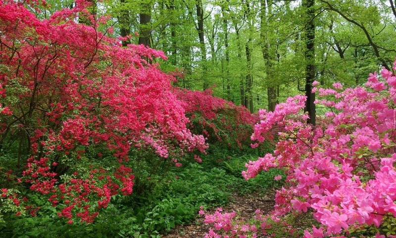 Обои деревья, цветение, лес, швейцария, тропинка, весна, trees, flowering, forest, switzerland, path, spring разрешение 2880x1920 Загрузить