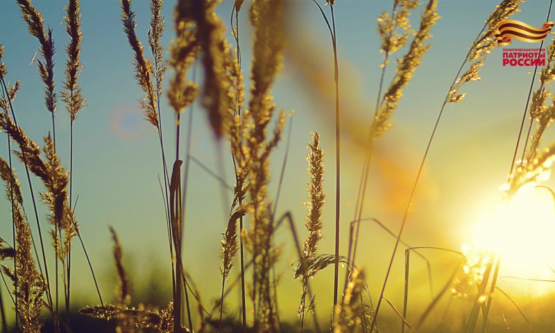 Обои небо, трава, солнце, природа, растения, фон, поле, колоски, the sky, grass, the sun, nature, plants, background, field, spikelets разрешение 1920x1080 Загрузить