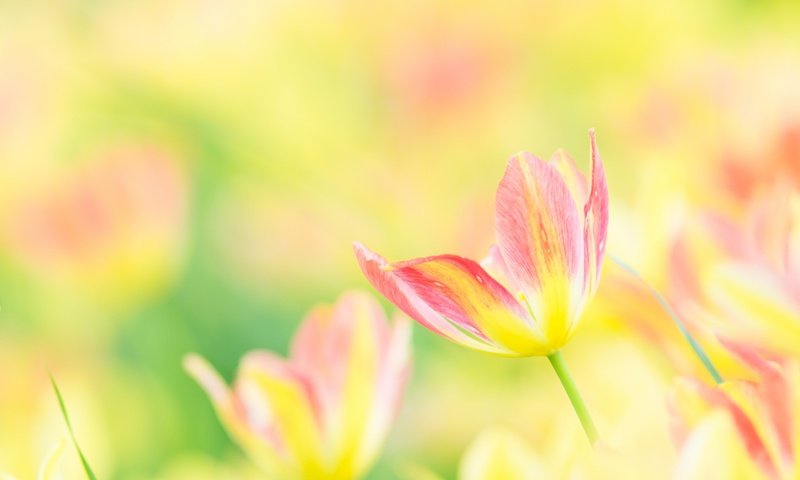 Обои цветы, лепестки, размытость, весна, тюльпаны, тюльпан, flowers, petals, blur, spring, tulips, tulip разрешение 2048x1362 Загрузить