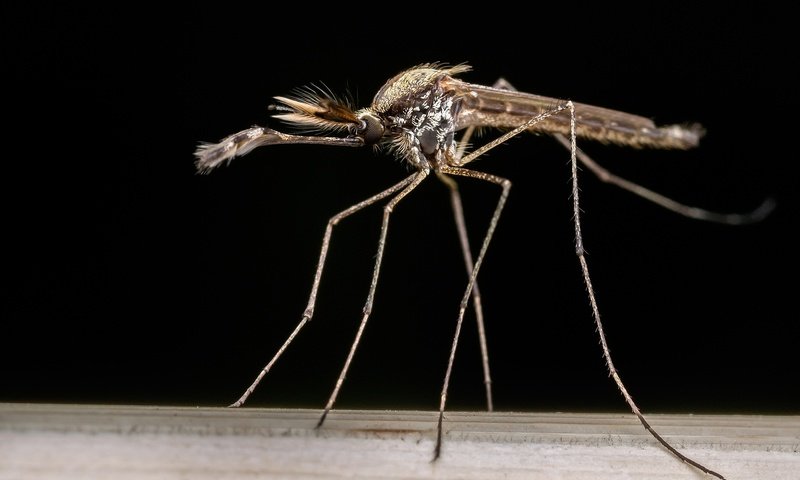 Обои насекомое, фон, комар, москит, aedes albifasciatus, insect, background, the mosquito, mosquito разрешение 2048x1366 Загрузить