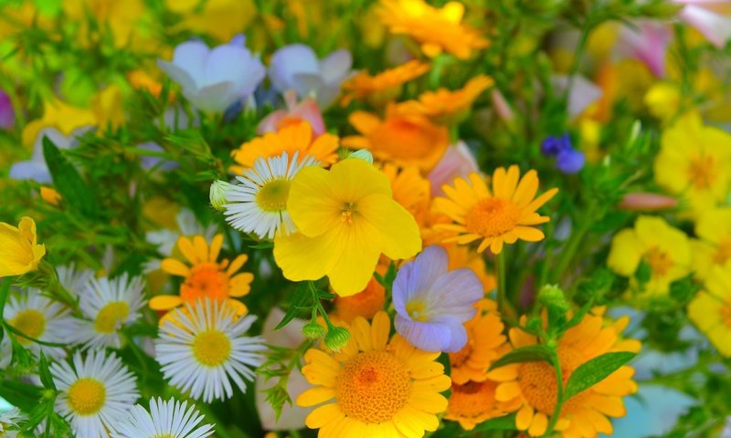 Обои цветы, лепестки, ромашки, маргаритки, фиалки, flowers, petals, chamomile, daisy, violet разрешение 3000x1929 Загрузить