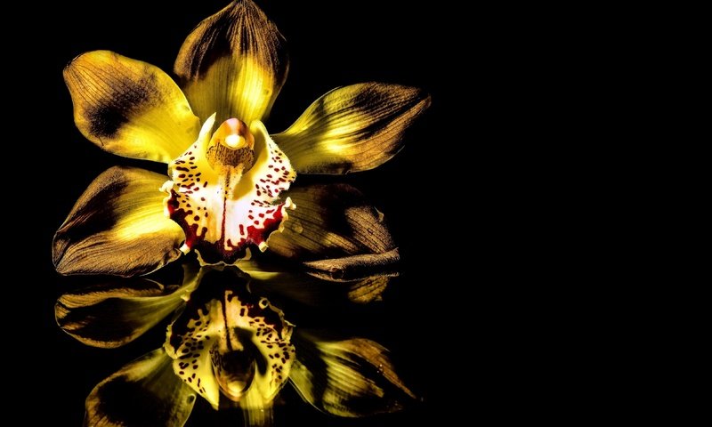 Обои отражение, фон, цветок, черный, черный фон, жёлтая, орхидея, reflection, background, flower, black, black background, yellow, orchid разрешение 3840x2160 Загрузить