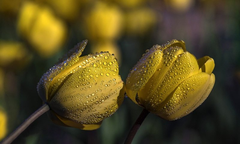 Обои цветы, бутоны, капли, тюльпаны, желтые, flowers, buds, drops, tulips, yellow разрешение 2000x1330 Загрузить