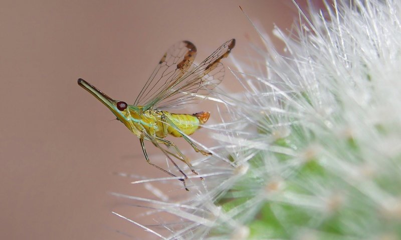 Обои насекомое, цветок, комар, insect, flower, the mosquito разрешение 1920x1080 Загрузить