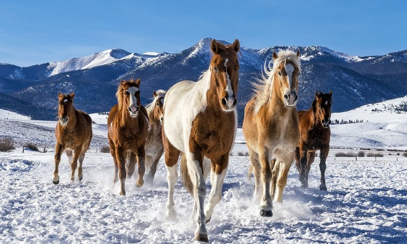 Обои снег, зима, лошади, кони, табун, snow, winter, horse, horses, the herd разрешение 2048x1365 Загрузить