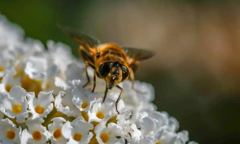 Обои цветы, насекомое, муха, журчалка, flowers, insect, fly, gorzalka разрешение 3575x2740 Загрузить