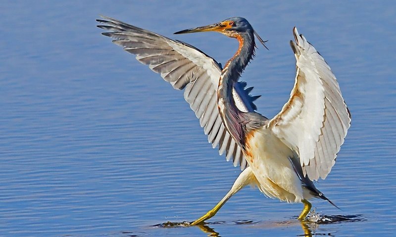 Обои вода, крылья, птица, клюв, цапля, water, wings, bird, beak, heron разрешение 1920x1080 Загрузить