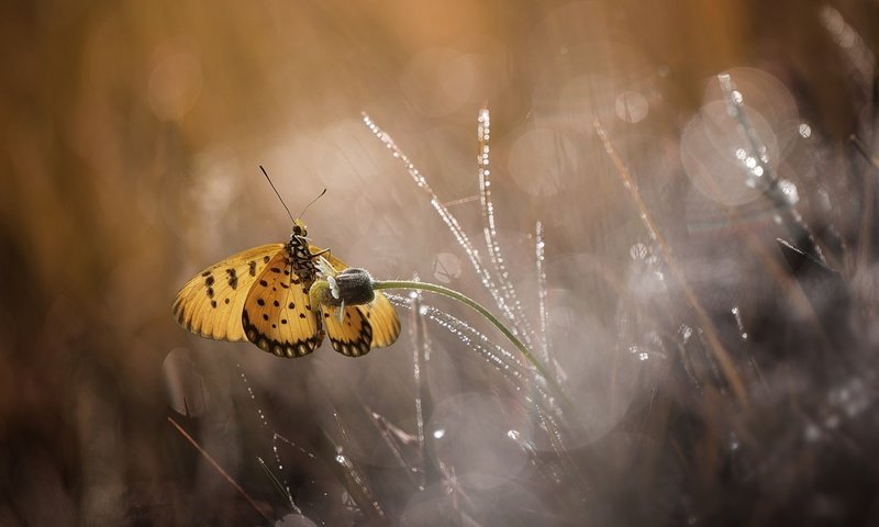 Обои цветы, макро, бабочка, flowers, macro, butterfly разрешение 1920x1200 Загрузить