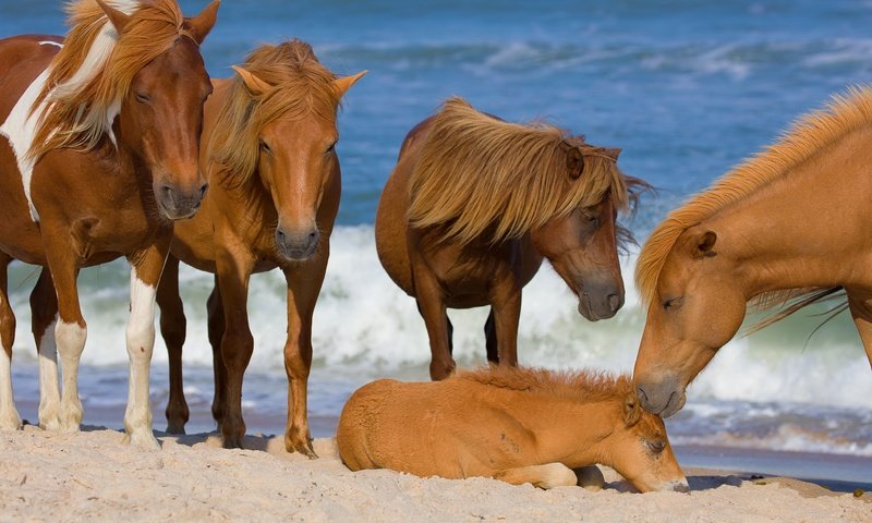 Обои море, лошади, кони, жеребенок, sea, horse, horses, foal разрешение 2048x1365 Загрузить
