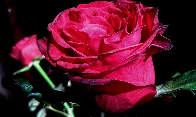 Обои цветы, природа, роза, лепестки, черный фон, flowers, nature, rose, petals, black background разрешение 2560x1920 Загрузить