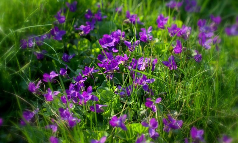 Обои цветы, трава, фиалки, фиолетовые цветы, sonata zemgulienе, flowers, grass, violet, purple flowers разрешение 1920x1200 Загрузить