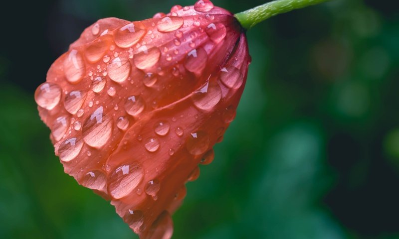 Обои макро, цветок, капли, мак, macro, flower, drops, mac разрешение 2048x1365 Загрузить