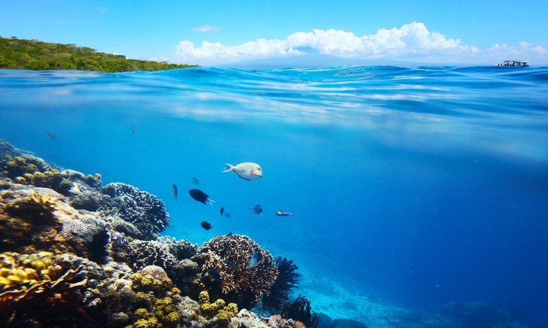 Обои море, лето, рыбы, под водой, кораллы, рыба, подводный мир, коралловый риф, sea, summer, fish, under water, corals, underwater world, coral reef разрешение 2560x2560 Загрузить