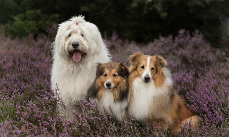 Обои цветы, собаки, вереск, шелти, бобтейл, шетлендская овчарка, flowers, dogs, heather, sheltie, bobtail, the shetland sheepdog разрешение 2880x1800 Загрузить