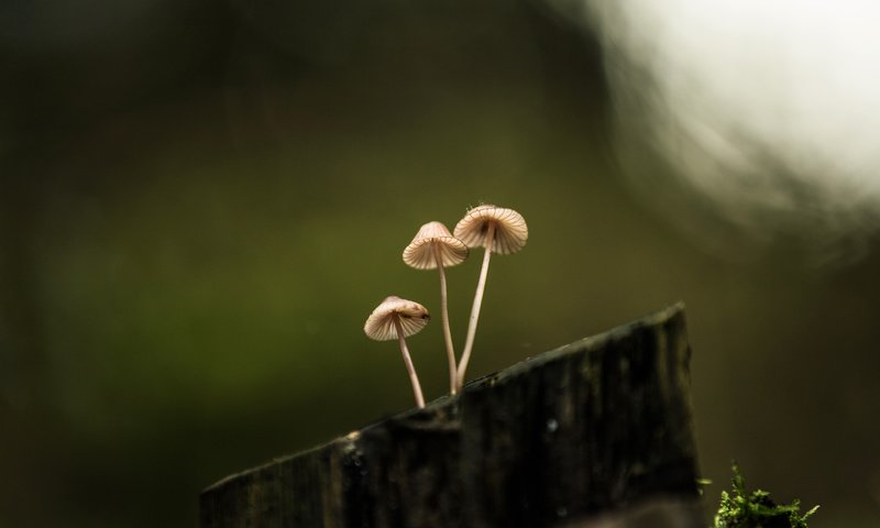 Обои природа, фон, грибы, пенек, lena held, nature, background, mushrooms, stump разрешение 5472x3648 Загрузить