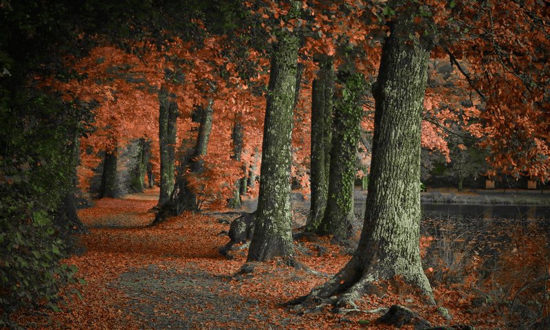 Обои деревья, природа, лес, парк, стволы, осень, trees, nature, forest, park, trunks, autumn разрешение 1920x1200 Загрузить