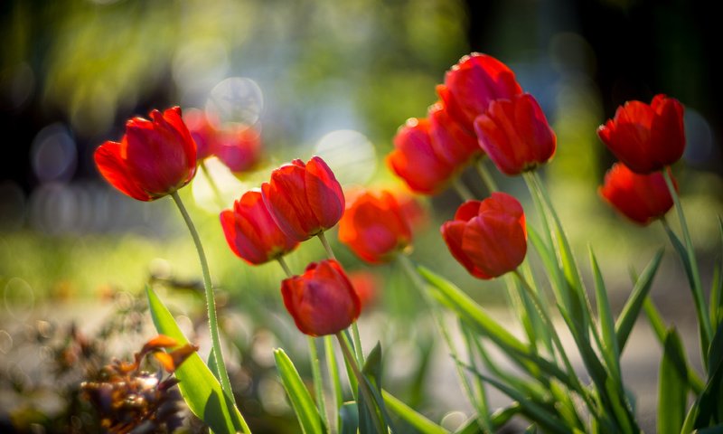 Обои цветы, бутоны, красные, весна, тюльпаны, боке, sorin mutu, flowers, buds, red, spring, tulips, bokeh разрешение 3840x2400 Загрузить