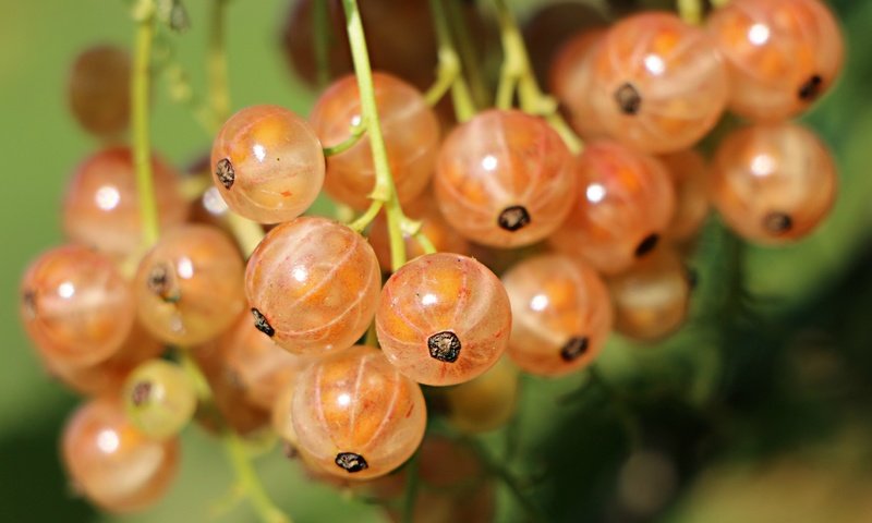 Обои ягоды, смородина, крупным планом, berries, currants, closeup разрешение 2744x1911 Загрузить