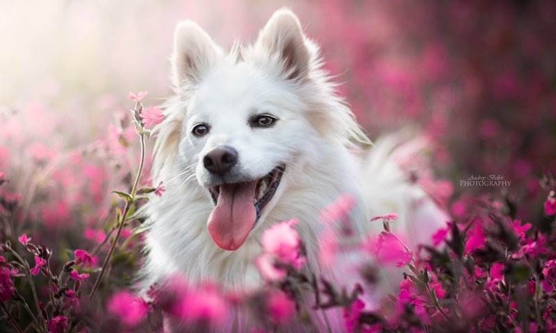 Обои морда, цветы, собака, радость, язык, боке, face, flowers, dog, joy, language, bokeh разрешение 6000x4000 Загрузить