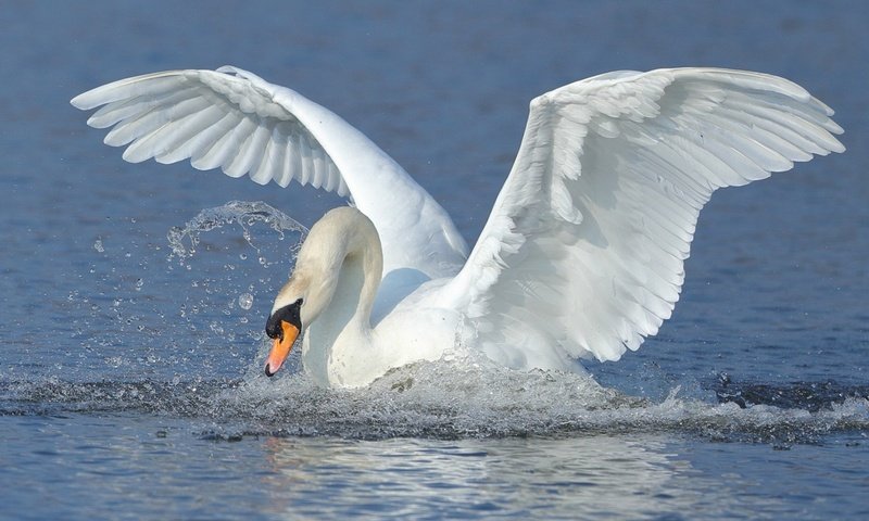 Обои вода, крылья, брызги, птица, взмах, лебедь, water, wings, squirt, bird, stroke, swan разрешение 1920x1200 Загрузить