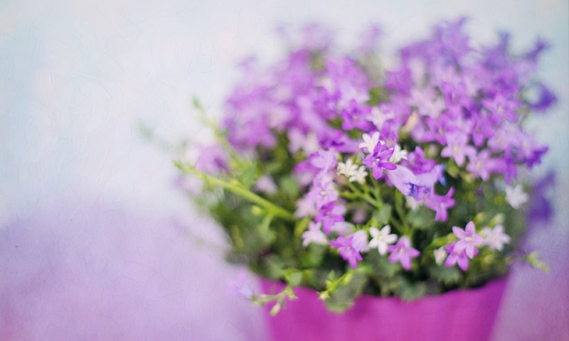 Обои цветы, лепестки, размытость, букет, фиолетовые, сиреневые, flowers, petals, blur, bouquet, purple, lilac разрешение 3840x2400 Загрузить