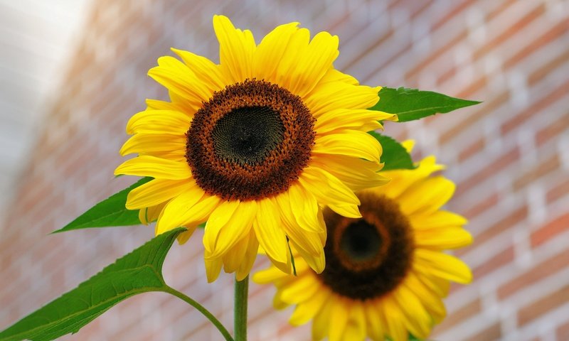 Обои цветы, лепестки, подсолнухи, желтые, flowers, petals, sunflowers, yellow разрешение 6048x4032 Загрузить